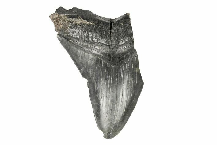 Partial Megalodon Tooth - South Carolina #193981